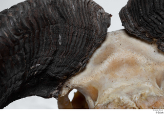 Skull Mouflon Ovis orientalis head horns skull 0038.jpg